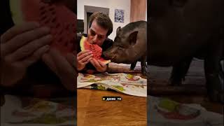 Природа создала свинью ради прикола