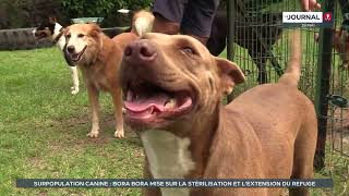 Surpopulation canine : Bora Bora mise sur la stérilisation et l’extension du refuge