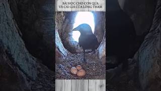 CÁI GIÁ CỦA LÒNG THAM CỦA CON QUẠ