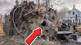 묘지 그루터기에서 충격적인 발견