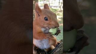 Снежка возвращается в форму