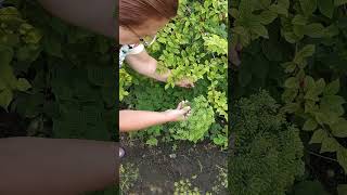 Из-за этого рецепта огурцов трехлитровые банки станут дефицитом.