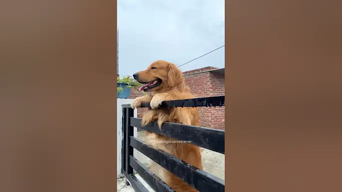 PeaNut did not open the Gate 🤭 #shorts
