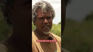 🌿 À Maré, la Mikania gagne du terrain