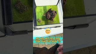 📦 Mở Hộp Mù Phát Hiện Ếch Mồm To 🐸 #thúcưng #vậtnuôi #chómèohàihước #funny #pets #cat #cute