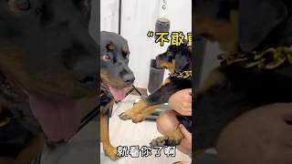 두 달 된 아기는 점차 아빠의 방식을 배웠습니다. #로트바일러 #로트바일러경비견 #로트바일러 #로트바일러강아지 #귀여운반려동물 #오랜친구개 #샹웨이허퉈 #반려동물 #재밌는 #...