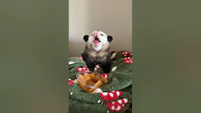 Cats, pets, dogs, animal lover #animals #funny #petshub #cat #cute #funnyanimals