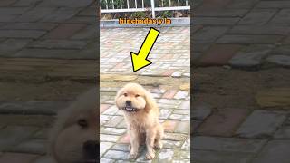 💔 La Historia del Perrito Callejero que Solo Quería Amor 🐶