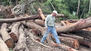 Authorities Investigate Maya Mound Destruction in Boston