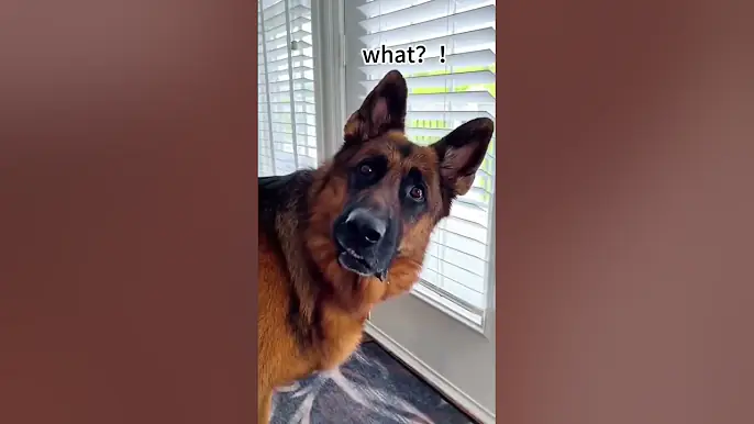 FUNNY DOGS