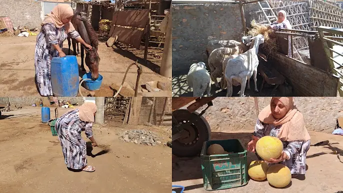 واليدة بدات كتحسن شوية الحمد الله🤬ولكن حليمة رجعات لعدتها لقديمة/خيرات دكالة هد سيد عطنا حقنا لفلاحة