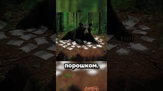 Типичный питерский медведь