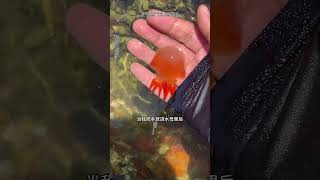 野采回来的火箭水母也太好看了吧。#碎嘴子#户外野采#水母#火箭水母