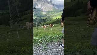 소들이 재즈 음악을 좋아한다는 소문을 듣고 색소폰을 들고 들판으로 나갔어요 🤣🐮 (🎥: ViralHog)