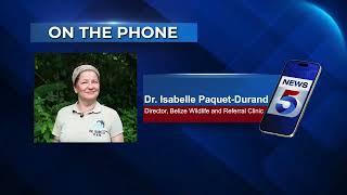 Screwworm Cases Spread to Wildlife in Belize