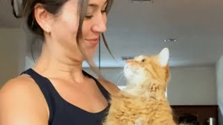 고양이 키우면 귀여울 거라고 하더라고요 ❤️ 귀여운 고양이와 사람 영상