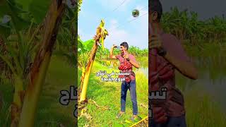 لماذا يقطع العمال أشجار الموز بعد الحصاد؟