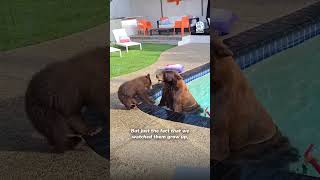 공존의 아름다운 예 ❤️ @PoolBearLife