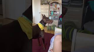 개들은 아빠를 부르는 걸 무서워해요 😂😂😂