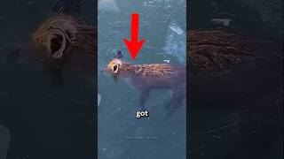 Animals that were discovered frozen solid in ice😲