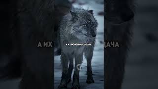 Как формируется и из чего состоит стая Волков!