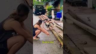 su perro no lograba reconocerla #perros #animales #shorts