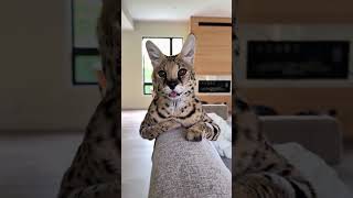 Cats, dogs, pets lover #animals #funny #cat #cute #cuteanimals #petsrule