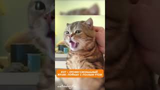 Осторожно! Этот кот ворует еду быстрее, чем тень!