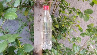 나무에 병을 묶어두면 30년 동안 감사할 거야