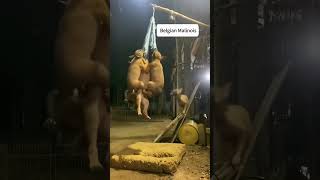 YES , IT'S JUST A MALINOIS