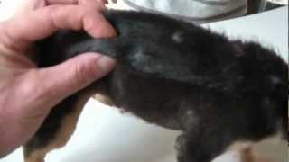 Joe, puppy, mangoworms and others