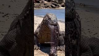 Вараны: ящеры 2.0