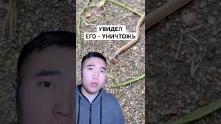 Увидел его — уничтожь! Червь, который ест всё живое