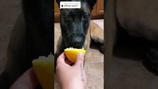 MALINOIS는 그냥 MALINOIS일 뿐입니다 😂😂😂