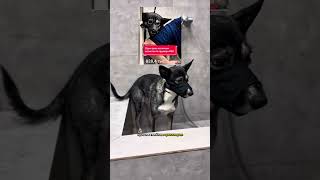100 ДНЕЙ РАБОТАЮ В ГРУМИНГ-САЛОНЕ #собаки #груминг #тбилиси #грузия #grooming #tbilisi #georgia