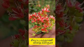 சிவப்பு மருதாணி விதை😳?? #shortsfeed #harbal #gardenflowers #gardenplants #garden #plants #maruthani