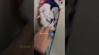 Woman can't find her crying kitten anywhere