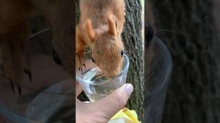 Встреча с Ушкой