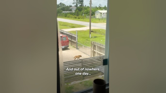 Saving the abandoned dog next door part 1 ❤️ @steephanieeraee