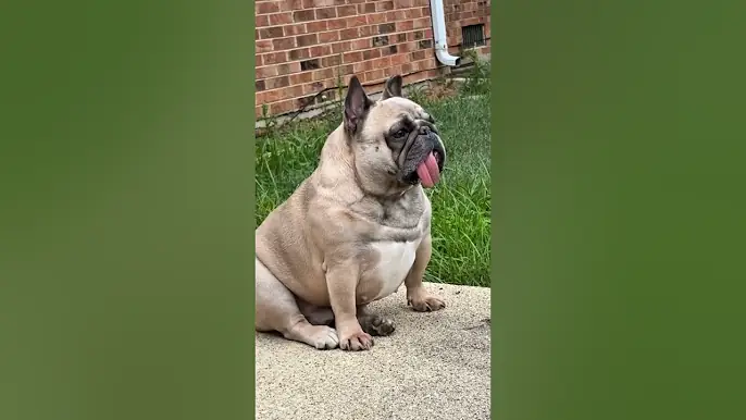 Cats, dogs, pets, animal lover 😍😹😘 #animals #funny #petshub #cat #lifeisbutadream #cute #petsrule