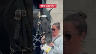 Difference why? #shorts #kingguardhorse#kingguard#royalguard