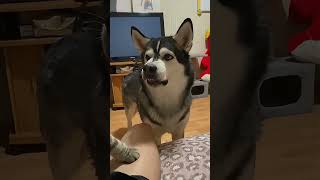 개들은 질투를 잘해요 😂😂😂