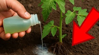 토마토와 오이를 수확할 때 단 한 방울만 있으면 돼요. 아침에 양동이에 담아 수확하면 되니까요! 이 제품 없이는 다시는 못 살 거예요!