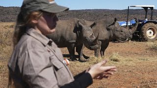 South Africa injects Rhino horns with radioactive material to combat poaching