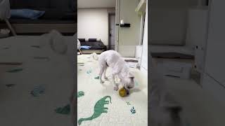 Itvachchani mukbangi 🍠🍠🍠