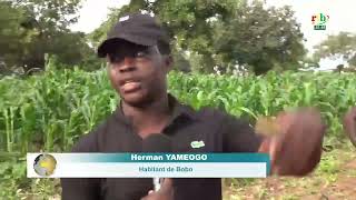 보보-디울라소: 도시 26구역을 거니는 코끼리