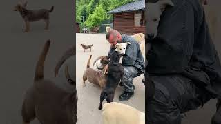 Welcome to the pack (2/3) 🥺🫶🏽 #savethedogsbih  #rescueddogs  #ranchlife  #pleasehelp  #pleasedonate