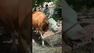 Mol sim yeb yuborsa olish yoʻli