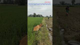 यह गौ माता चल नहीं पा रही है। Dhirajhindu Vlogs ।