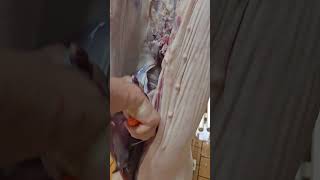 Vom Stall bis zur Wurst – ehrliche Aufklärung rund ums Schwein